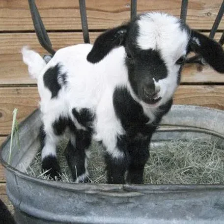 A myotonic goat, otherwise known as the fainting goat, is a domestic goat whose muscles freeze for roughly 10 seconds when the goat feels panic.