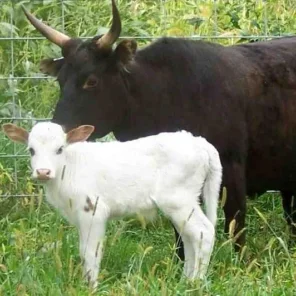 Miniature Cattle
