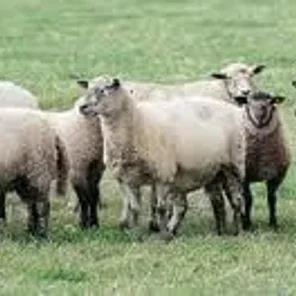 Danish Landrace