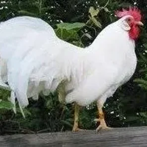 Single Comb White