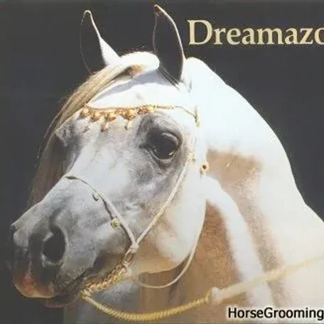 Gaffi went on to produce the famous Gai Dream. Gai Dream was bred to Ferzon son, BF Rageymazon and produced multi-champion, Dreamazon.