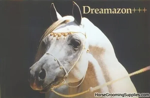 Dreamazon
