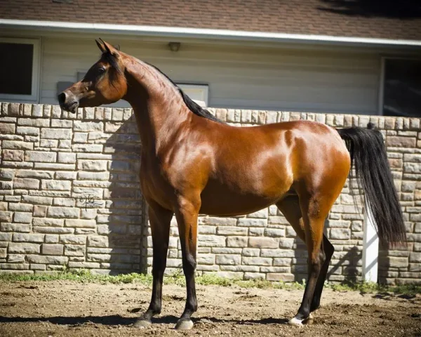 Gazals Psyche Sundae: Sire: Gazal Al Shaqab x Bint Padrons.
Foaled: 2010
