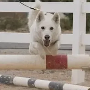 Aussie Siberian (Designer Dog)