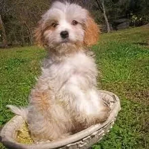 Cavaton