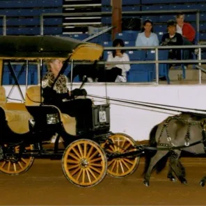 Arizona Touch of Class Miniature Horse Show