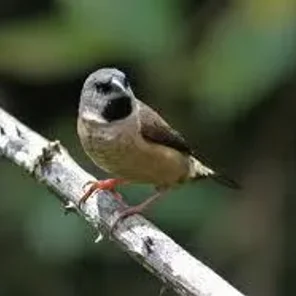 Madagascar Manakin