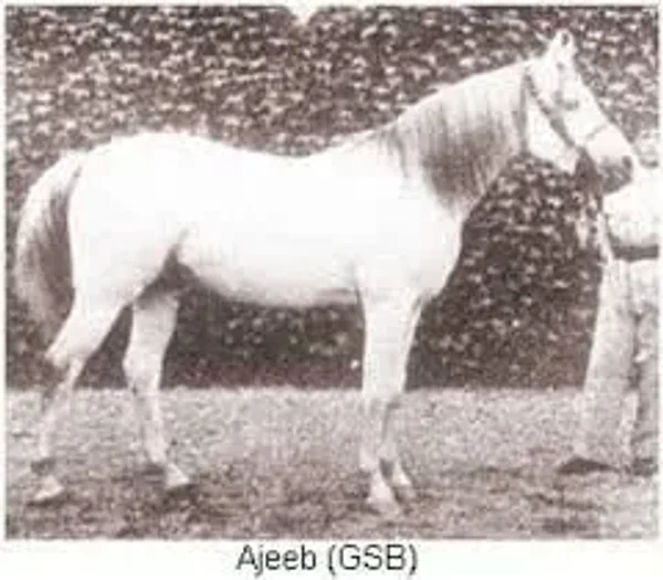 Ajeeb