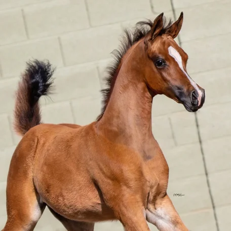 Luxemere Lamont (Luxemere Latour x Maya Monet)