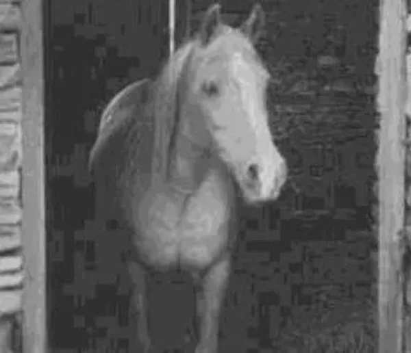 Arabian Horse Piauí