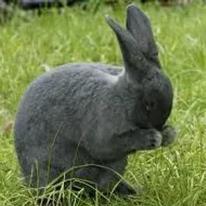 Silver Fox
