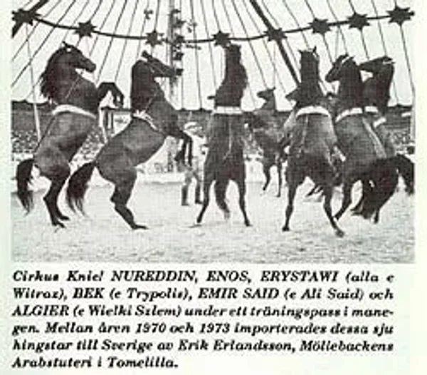 *Ali Bek