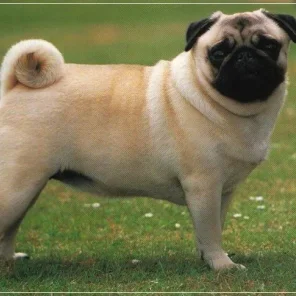 20 Low Maintenance Dog Breeds For You - Part I