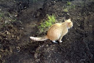 The Scoop on Cat Poop