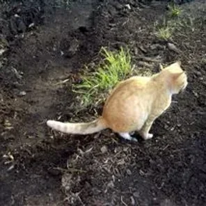 The Scoop on Cat Poop