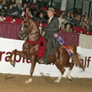 ANZA PADRON