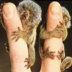 Pygmy Marmoset