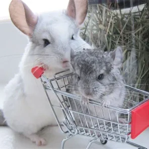 Do Chinchillas Make Good Pets?