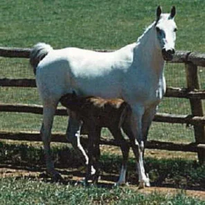 Makkora