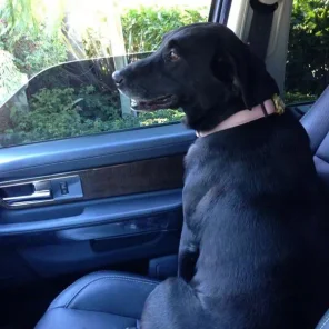 Doggone! Kardashian Family Pets Disappear Into Thin Air