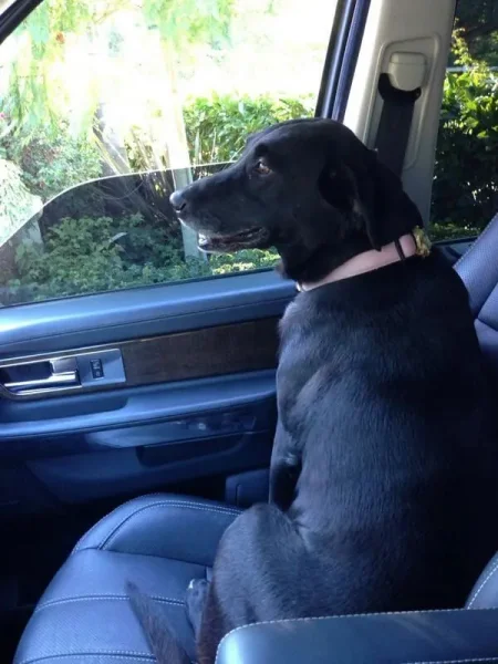 Doggone! Kardashian Family Pets Disappear Into Thin Air