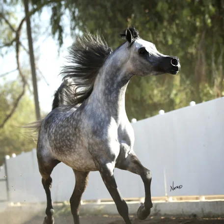 SHARIF AL ZOBAIR