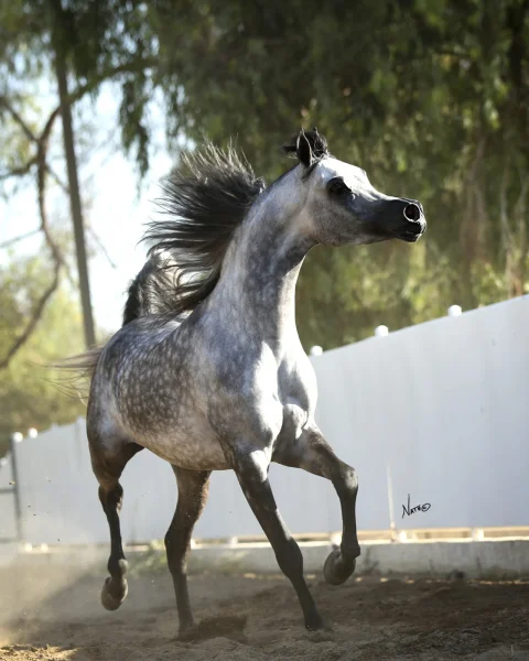 
          Sharif Al Zobair
        