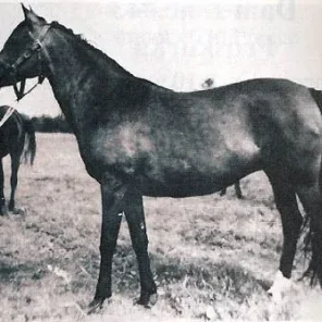 Bulgotka
