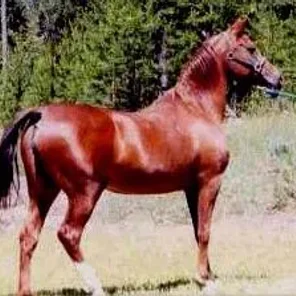 LC KIRIN