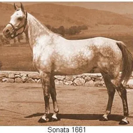 Sonata