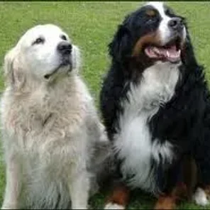 Golden Mountain Dog (Designer Dog)