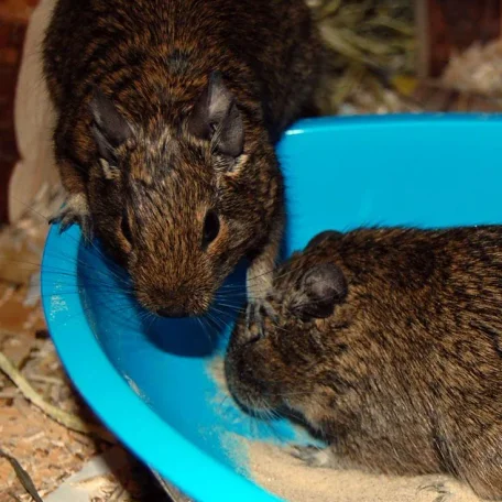 Elune (top) and Jadzia in the bath.