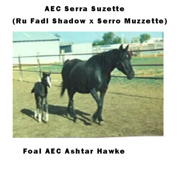 AEC SERRA SUZETTE