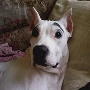 Dogo Guatemalteco