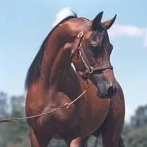 Goliat