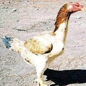 Malay