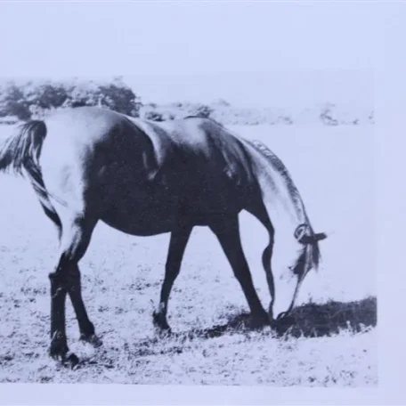 Himaya (Raseyn x Rabiyat) bay mare, foaled August 2, 1939
bred by W.K. Kellogg Institute
