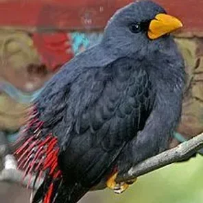 Grosbeak Starling