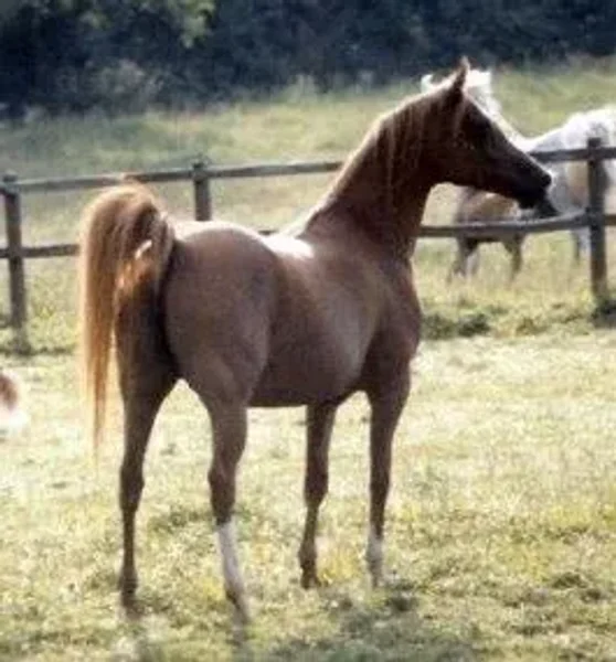 Rullante