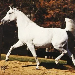 PHARRAH