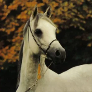 barif