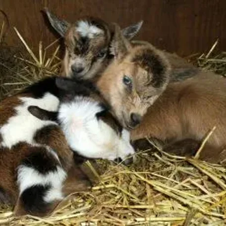 The Nigerian Dwarf goat is a miniature dairy goat breed of West African ancestry.