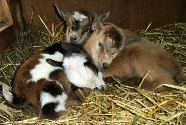 The Nigerian Dwarf goat is a miniature dairy goat breed of West African ancestry.