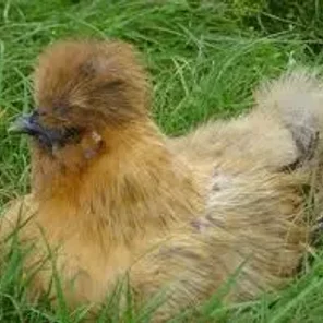 Bearded Partridge Silkie Bantam