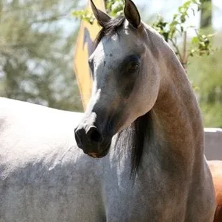 Camila Vic ( LETHYF EL JAMAAL x *MARSIANIN Daughter )