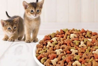 Nutrition Tips for Kittens