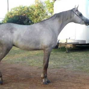 Shaheen