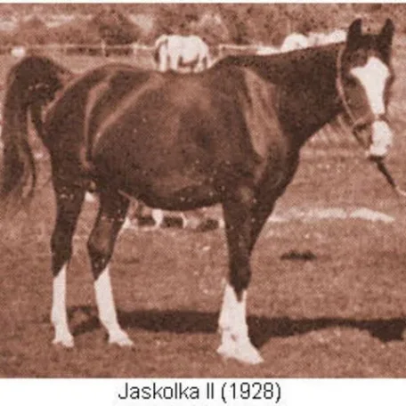 Jaskolka II