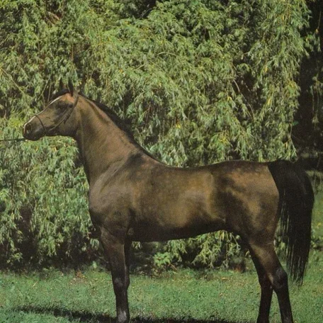 ALGIERCZYK