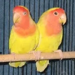 Peach-faced Lovebird (Rosey)